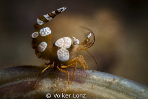 Squat Shrimp by Volker Lonz 